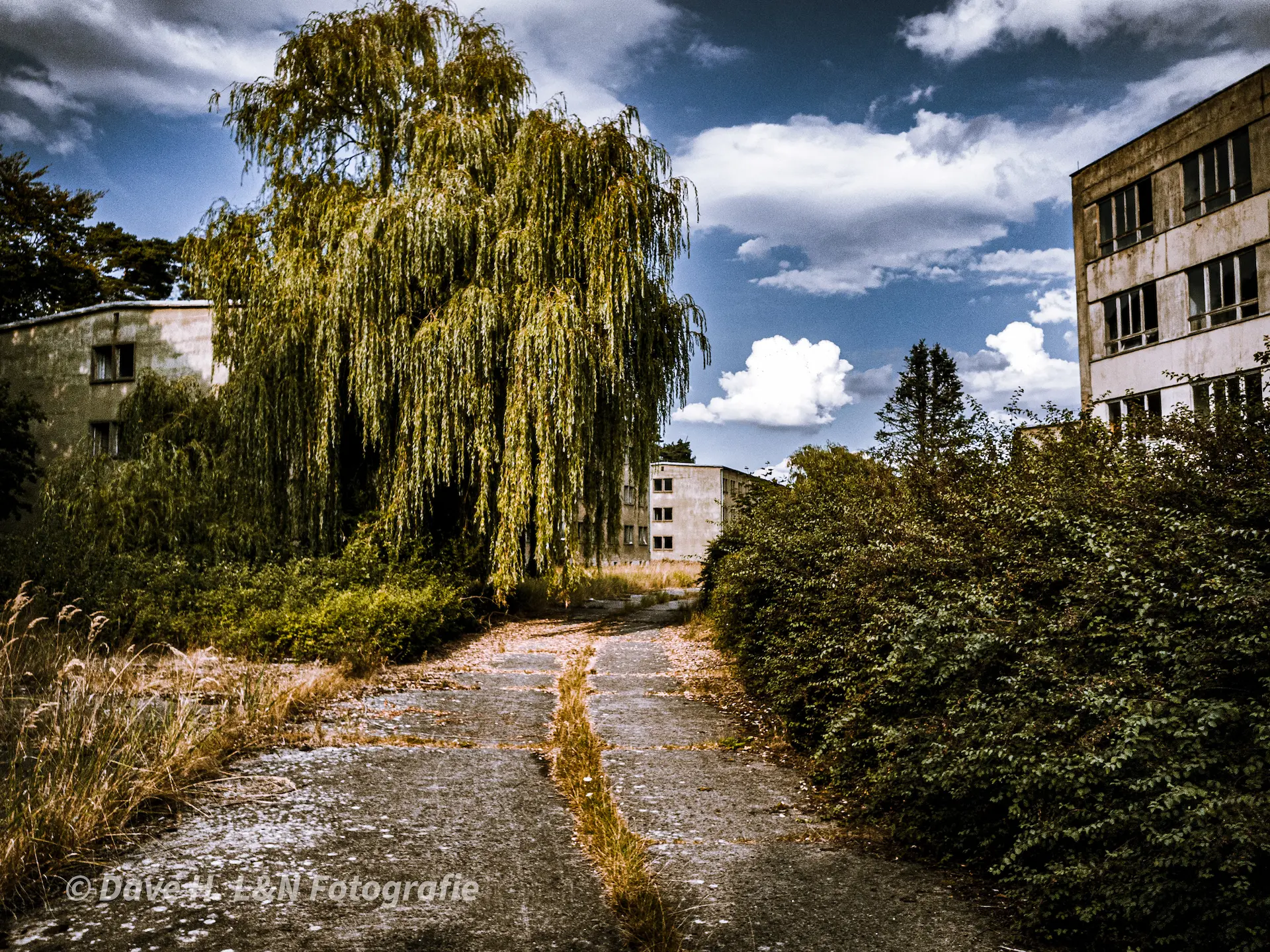 Zugewachsene Straße zwischen den einstigen Wohnblöcken der Soldaten.