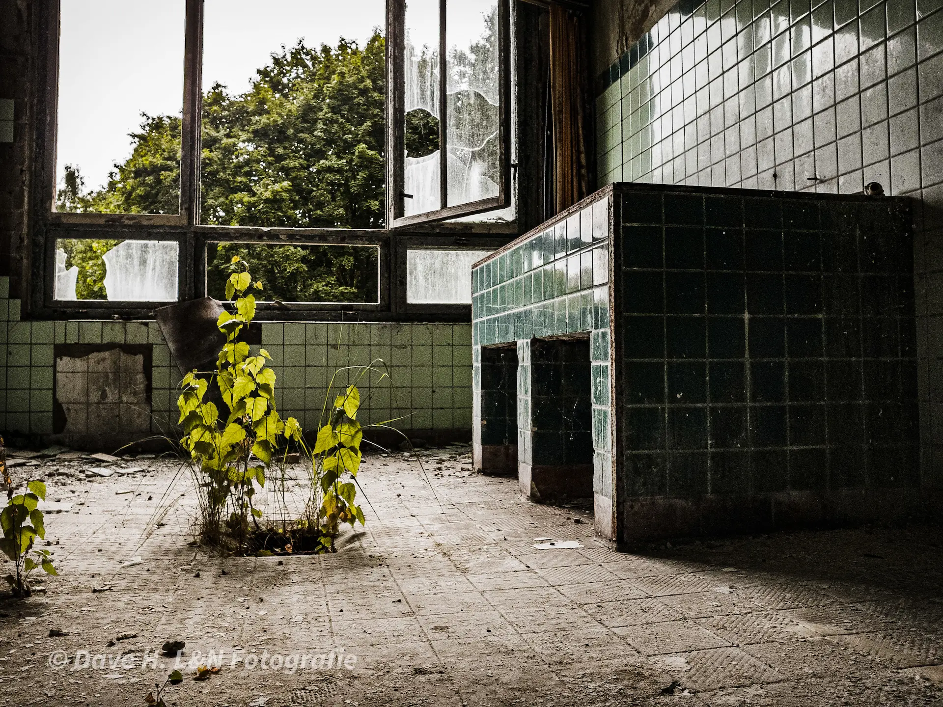 Sträucher wachsen aus dem Boden des verlassenen Gebäudes.