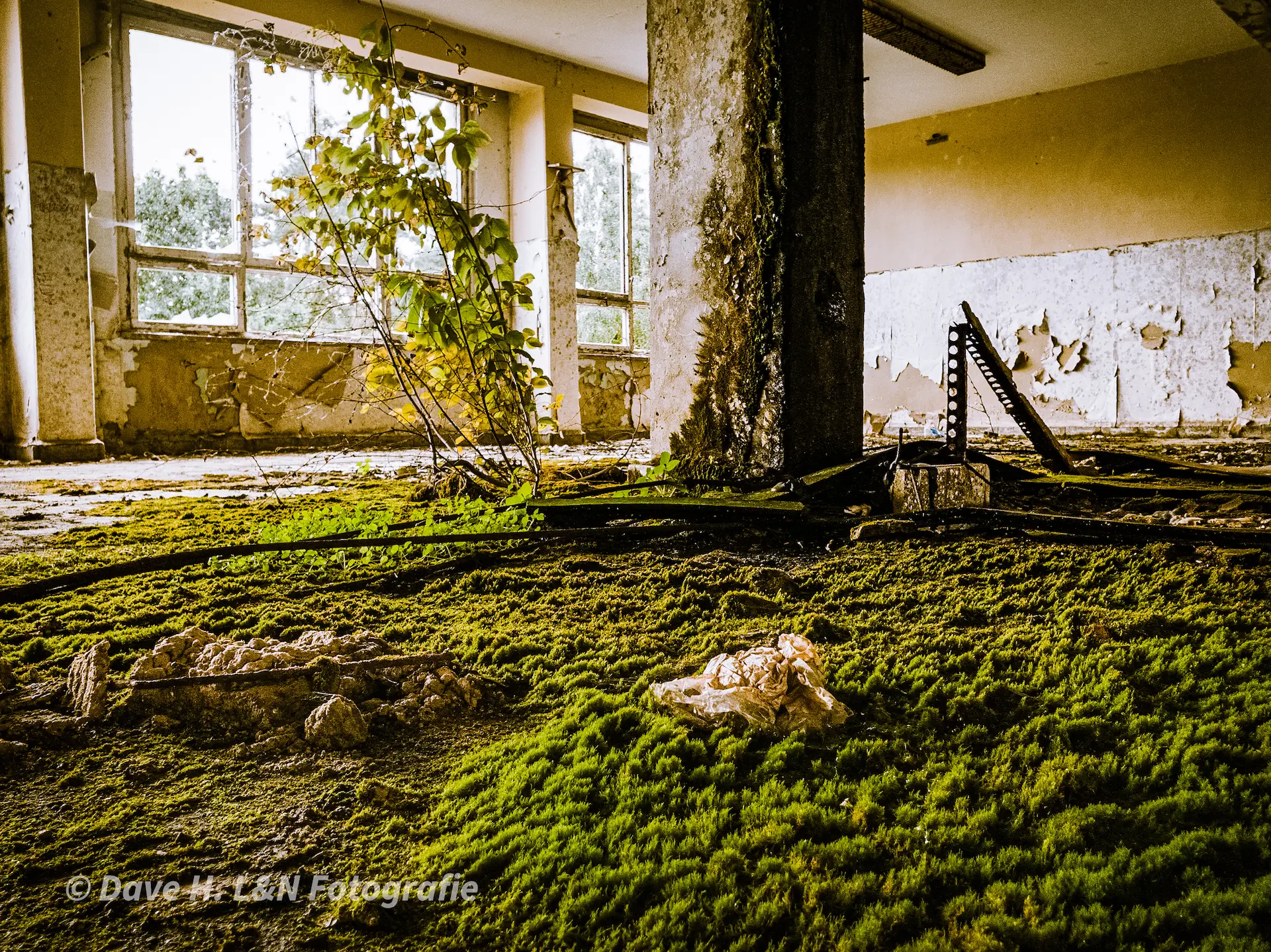 Betonboden, bewachsen mit Moos – Lost Place Feeling.