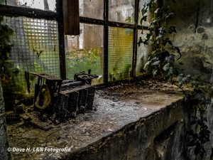 Dornen dringen durch ein Fenster der alten Tuchfabrik ein.
