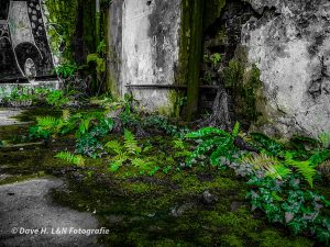 Farn und Moos erobern diesen einst belebten Ort zurück.