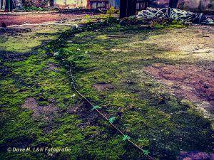 Rankenpflanzen zieren sich über den Boden des verwaisten Gebäudes.