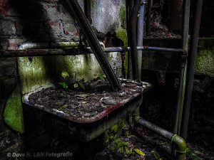 Farn wächst in diesem Lost Pace aus einem alten Waschbecken.