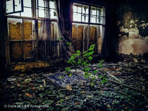 Einsam wächst ein kleines Bäumchen in einem Raum der alten Tuchfabrik.