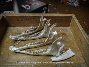 Auf dem Dachboden des verlassenen Kurhotels befinden sich Unterkiefer eines Tieres.