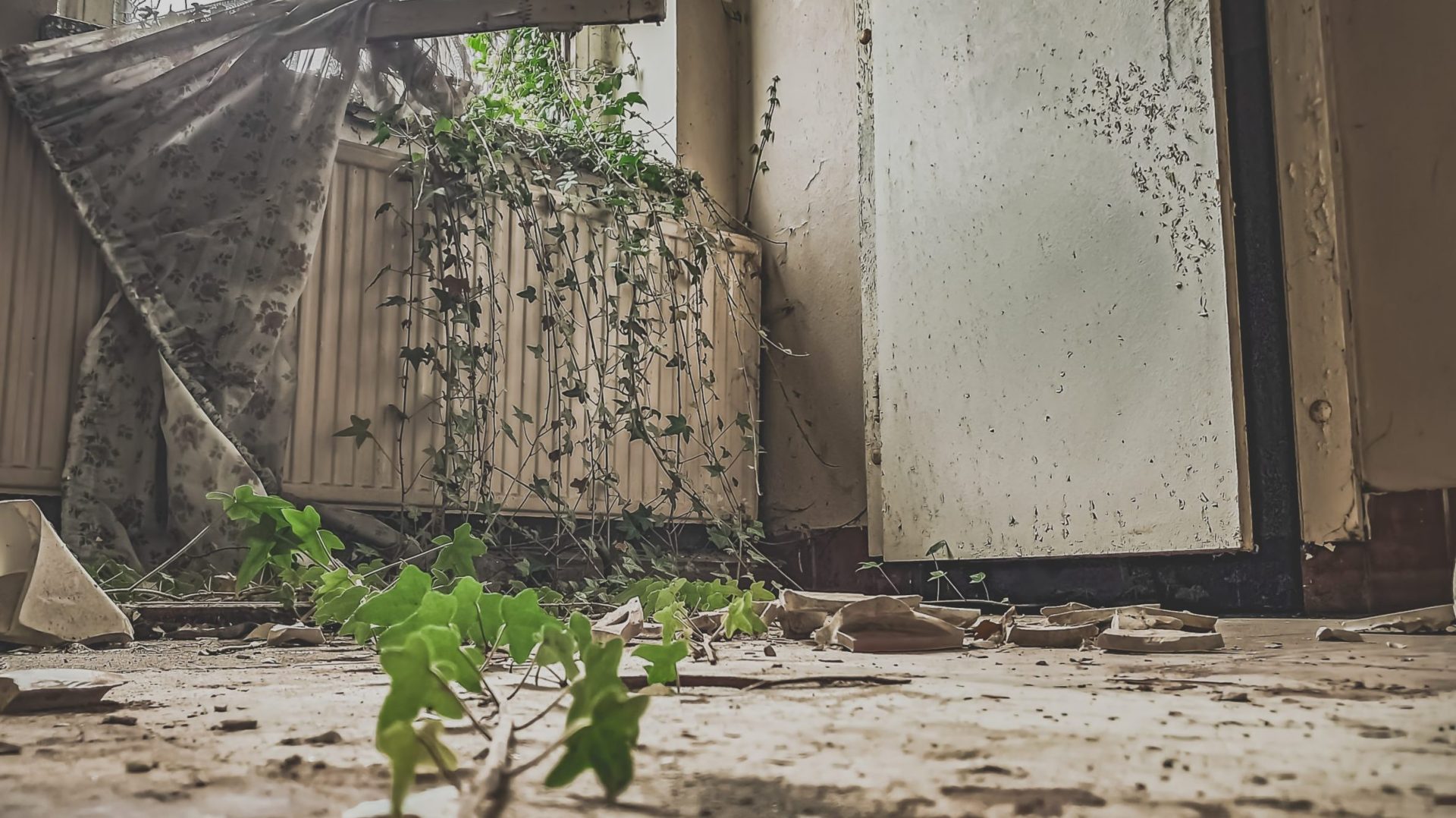 Verlassenes Haus: Efeu klettert durch das Fenster