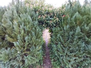 Der Zugang durch die Büsche von dem verlassenen garten meiner Großeltern.
