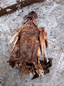 Ein Skelett eines toten Vogels ließ sich auf dem verlassenen Industriegelände finden.