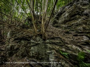 Aus einer Felswand wächst ein Baum hinaus.