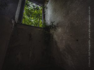 Auf Lost Place Tour: In einem Dunklen Raum eines verlassenen Gebäudes wachsen durch ein kleines Fenster Rankpflanzen.