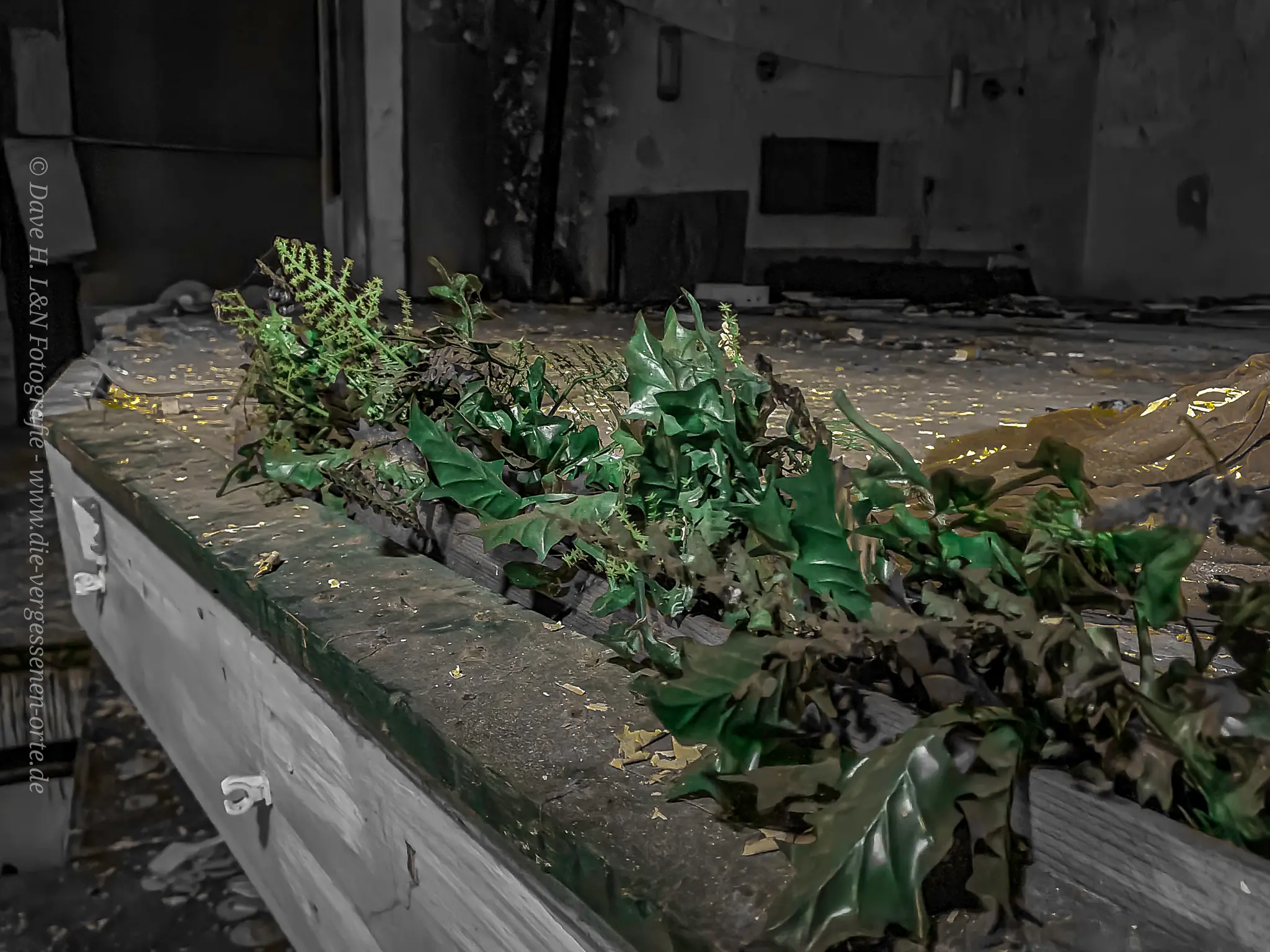 Efeu wächst auf dem Boden der Bühne des verlassenen Theaters.