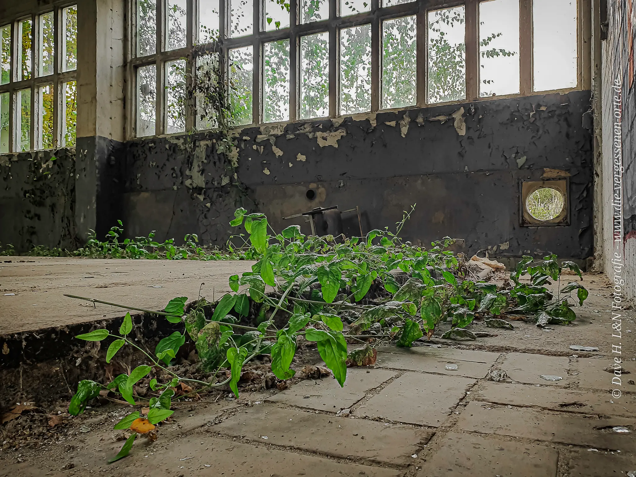 Efeu ziert sich durch eine Halle des verwaisten Areals.
