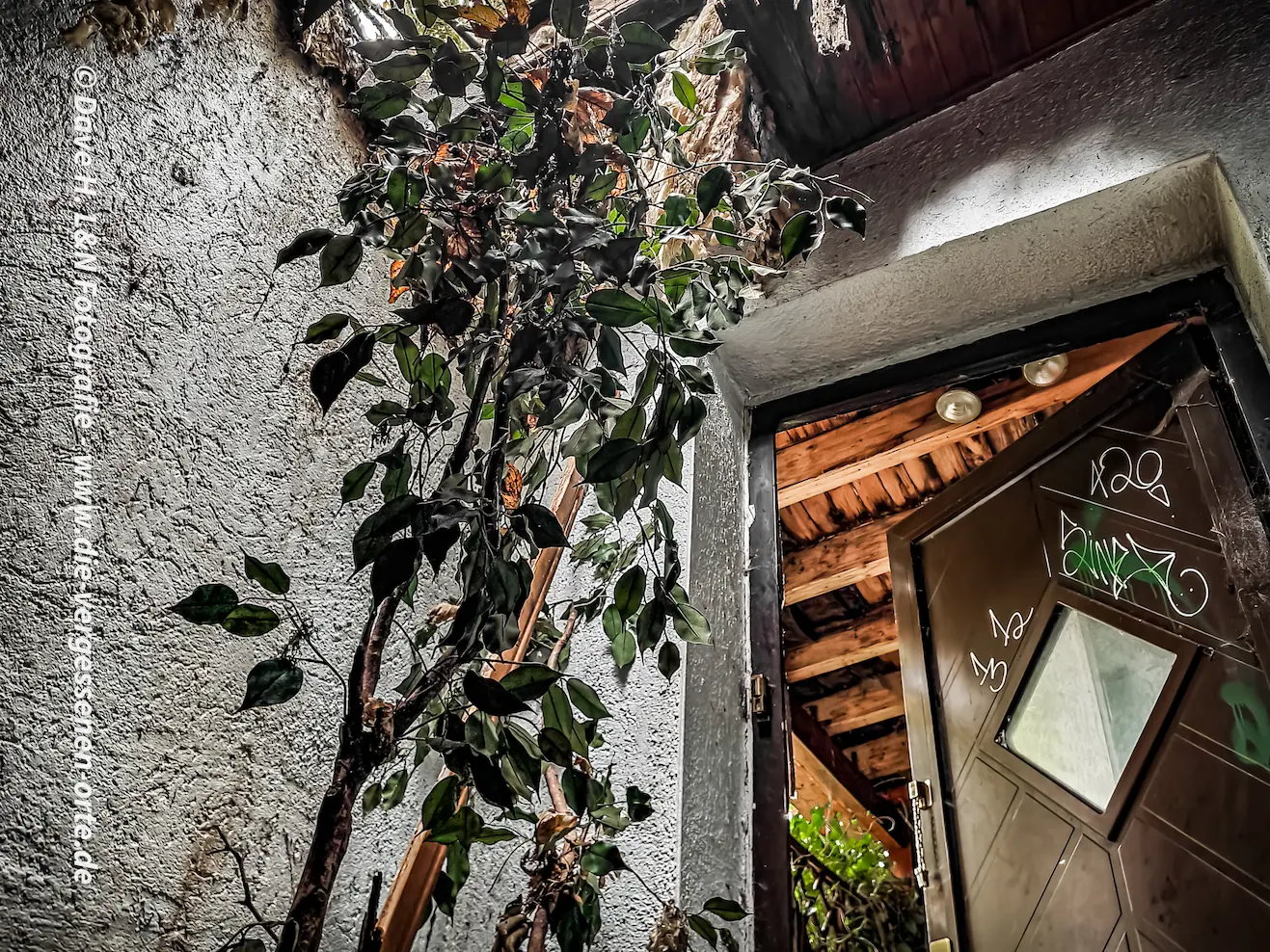 Ein Baum wächst im Eingangsbereich des verlassenen Bordells durch die Decke.