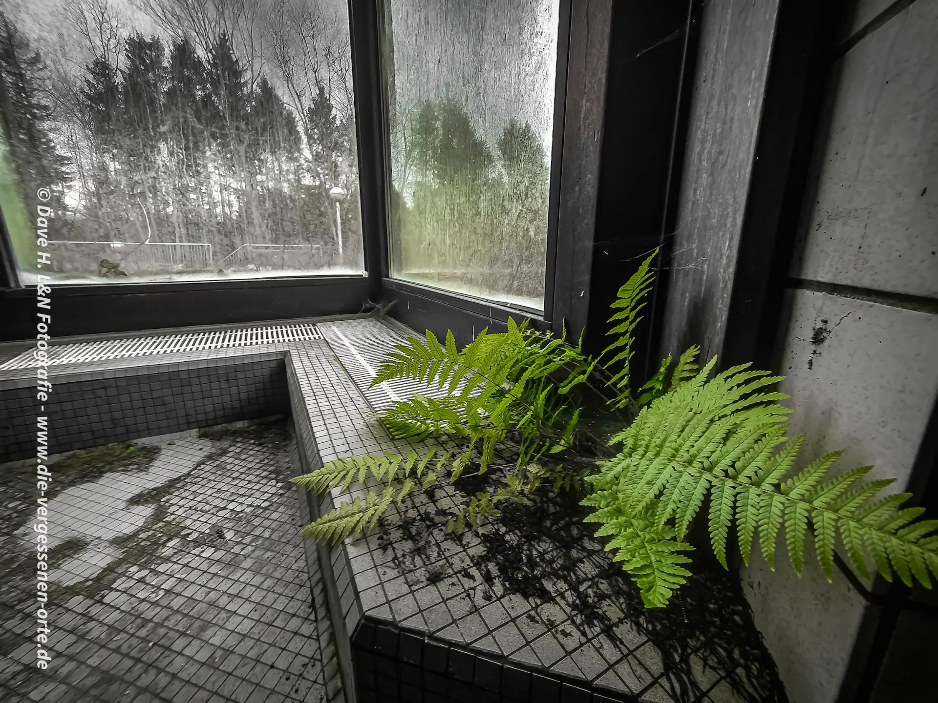 Farn wächst in altem Gebäude. Die Natur erobert diesen Lost Place zurück